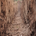 Archaeology Surveys in West End 2